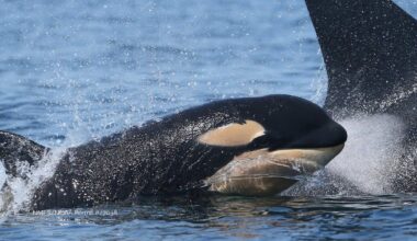Endangered orca pod welcomes new calf - CTV News