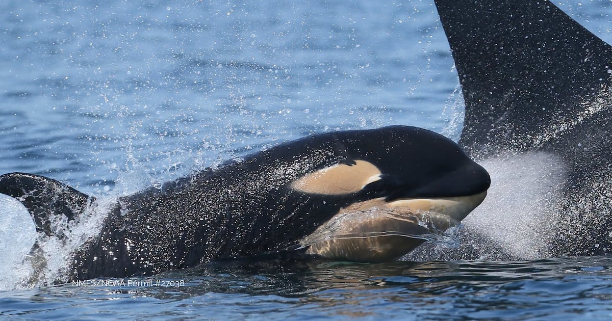 Endangered orca pod welcomes new calf - CTV News