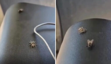 Spider stalks and outwits a fly in mesmerizing hunt that has viewers hooked