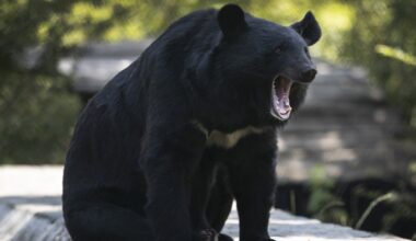 Conservation officers in B.C. remove metal stove pipe stuck on bear's head