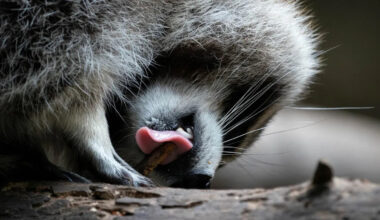 Quebec trying to quell spread of raccoon rabies in Montérégie