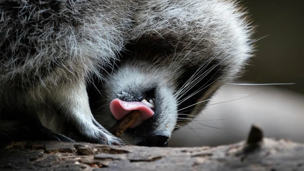 Quebec trying to quell spread of raccoon rabies in Montérégie