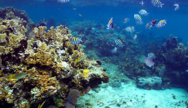 Underwater Speakers Are Having An Unexpected Effect On Jamaica's Coral Reefs