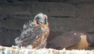 Peregrine webcam tracks chicks on derelict mill