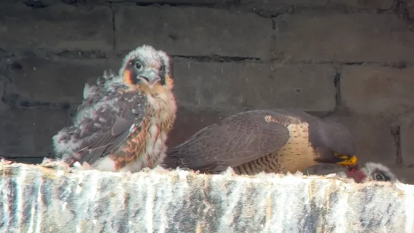A peregrine feeds one chick while another waits to the left. They are in an alcove of a mill building
