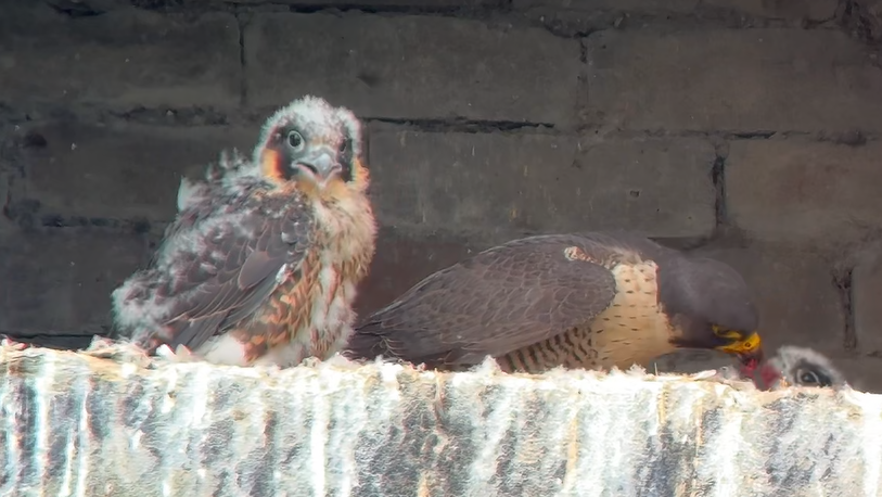 Peregrine webcam tracks chicks on derelict mill