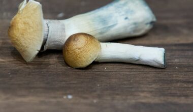 Alzheimer’s patient shows improvement with psilocybin: study