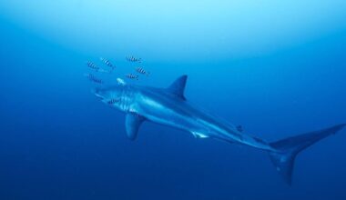 Divers come face to face with great white shark for first time | News