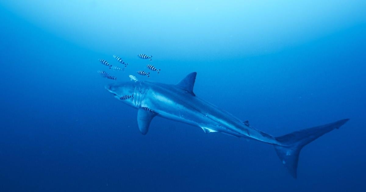Divers come face to face with great white shark for first time | News
