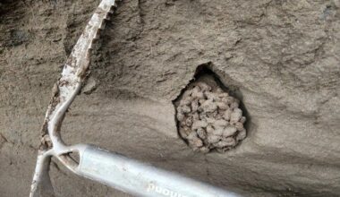 Ancient squirrel feces a 'time capsule,' smelling as fresh as 700,000 years ago - thecanadianpressnews.ca