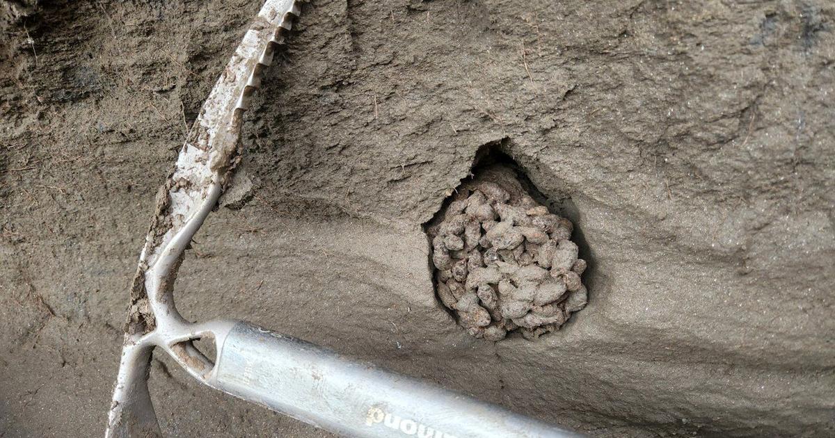 Ancient squirrel feces a 'time capsule,' smelling as fresh as 700,000 years ago - thecanadianpressnews.ca