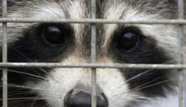 Rabies vaccination program for skunks, raccoons in effort to stop spread to Montreal | National News