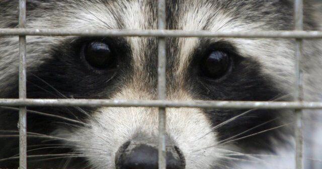 Rabies vaccination program for skunks, raccoons in effort to stop spread to Montreal | National News