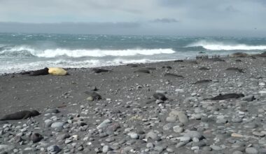 Thousands of baby seals died on two remote sub-Antarctic islands. Scientists now think they know why - KAKE