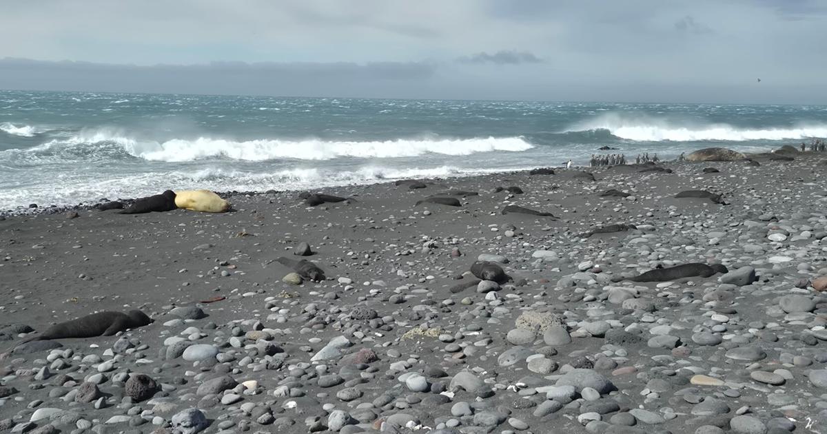 Thousands of baby seals died on two remote sub-Antarctic islands. Scientists now think they know why - KAKE