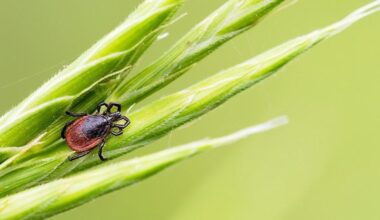 Check yourself or someone else: 2026 is the summer of ticks | Health