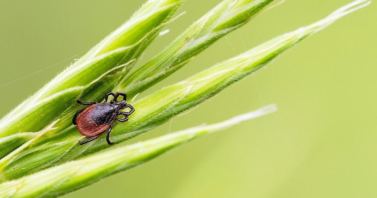 Check yourself or someone else: 2026 is the summer of ticks | Health