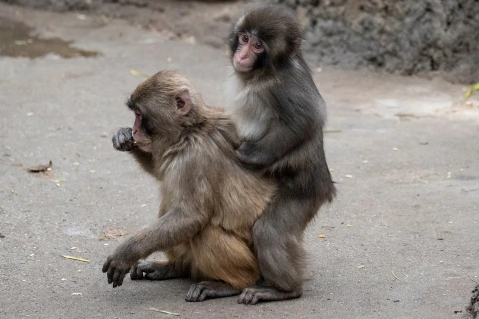 A seven month-old male Japanese macaque monkey named Punch (R), who was abandoned by his mother shortly after birth, interacts with another monkey at Ichikawa City Zoo (AFP/Getty)