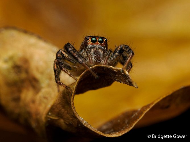 Tiny jumping spider navigating a maze of fallen leaves within a low bush.