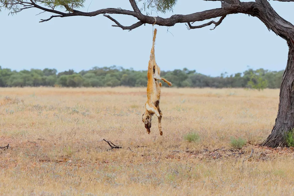 Close-up photo of a dingo strung from a tree near the Winton to Lark Quarry Road.