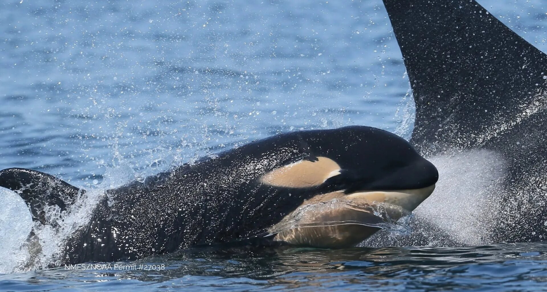 ‘We’re thrilled’: New endangered southern resident orca calf spotted