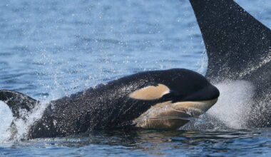 ‘We’re thrilled’: New endangered southern resident orca calf spotted