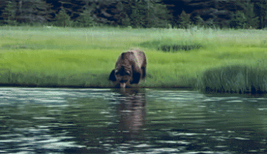Clip of a bear drinking from a stream