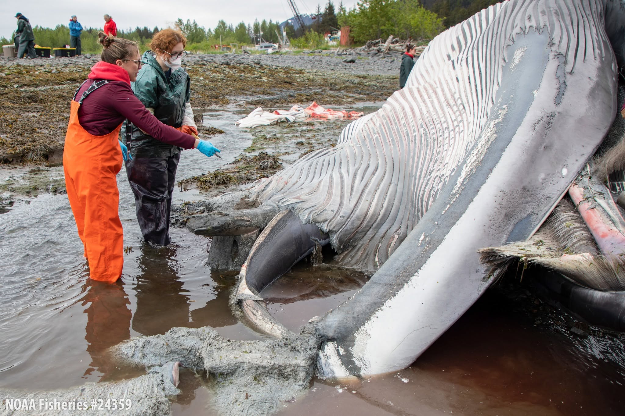 The whale’s official cause of death will not be confirmed until additional testing is complete, which could take months