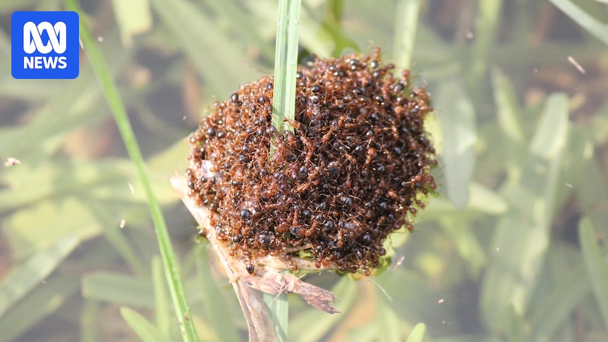 People and pets' lives at risk if fire ants not eradicated, study finds