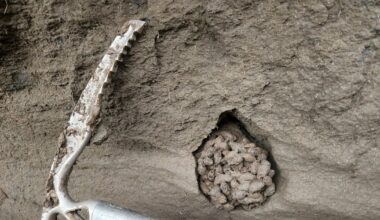 Ancient squirrel feces offer 'time capsule' of environment thousands of years ago - CTV News