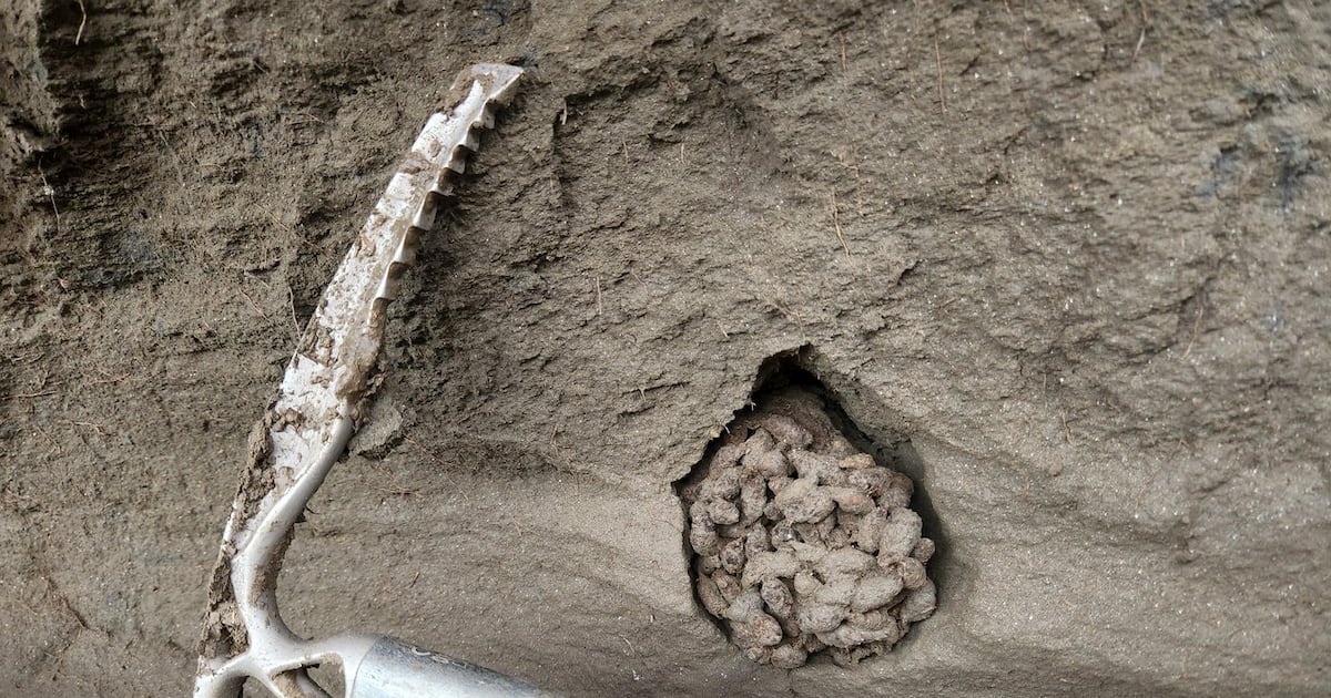 Ancient squirrel feces offer 'time capsule' of environment thousands of years ago - CTV News