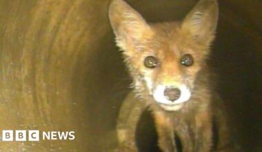 Fox cub rescued from drain with aid of traffic cone - BBC