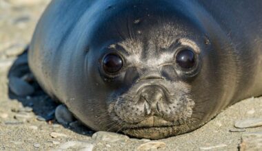 Bird flu kills more than 75% of baby seals on remote Australian island, study finds