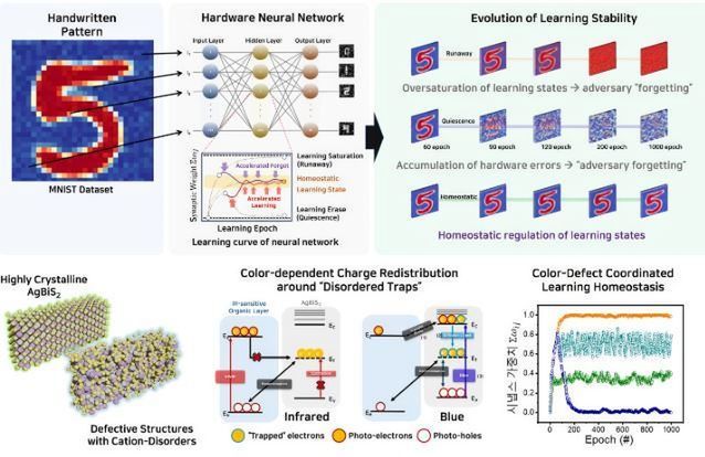 By changing the color of light, a single disorder-engineered synapse selectively strengthens or weakens its memory, enabling brain-like homeostatic learning. Courtesy of Sungkyunkwan University