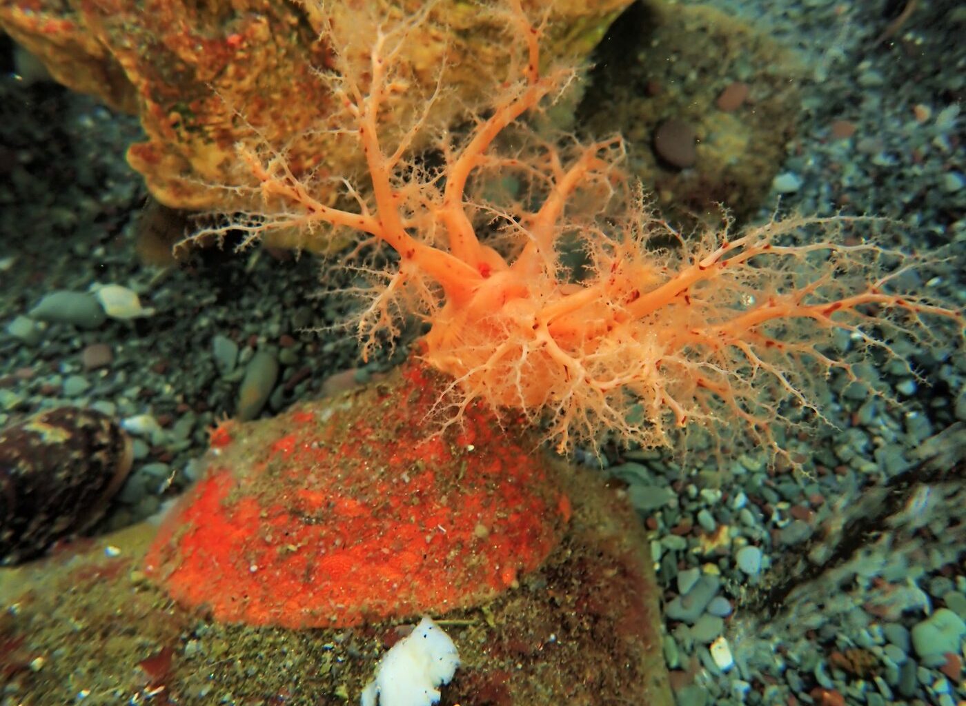 These sea cucumbers seem to have 'zombie' flesh that doesn't die when lopped off
