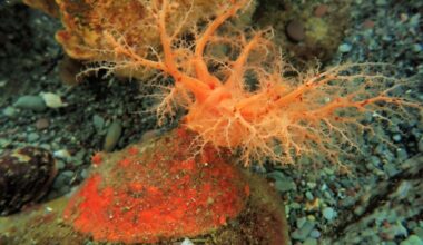 These sea cucumbers seem to have 'zombie' flesh that doesn't die when lopped off