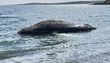 Dead humpback whale wrapped in rope washes ashore in eastern Newfoundland