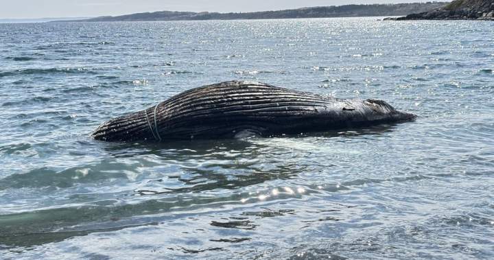 Dead humpback whale wrapped in rope washes ashore in eastern Newfoundland