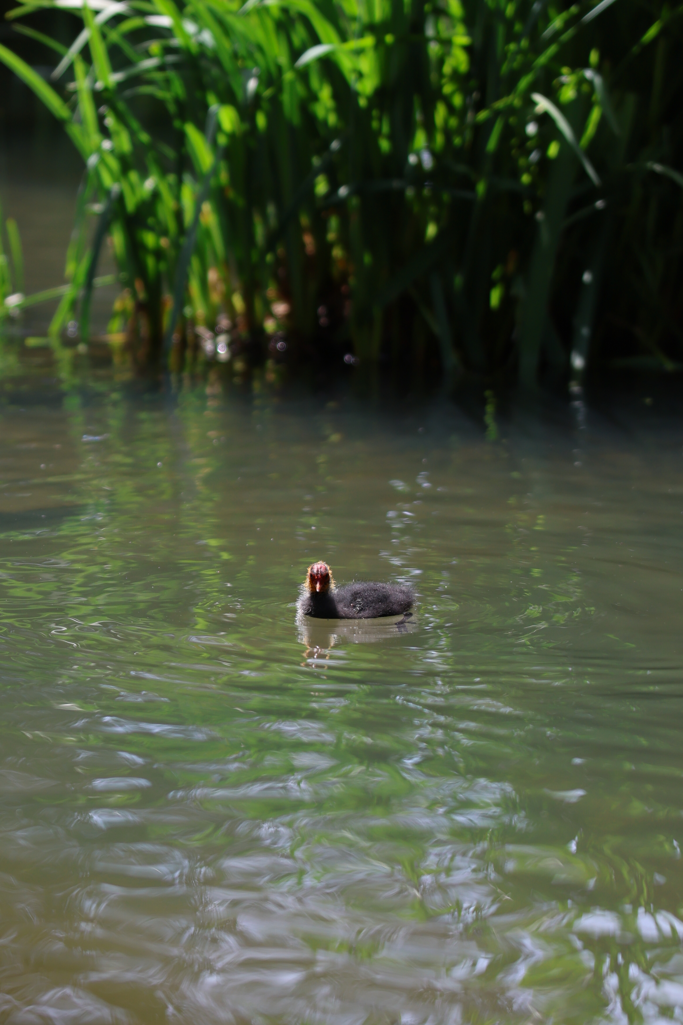 A photo of a bird taken on a Canon EOS R6 Mark III