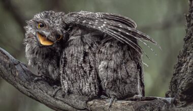 2026 Australian Geographic Nature Photographer of the Year shortlist unveiled