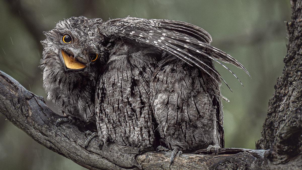 2026 Australian Geographic Nature Photographer of the Year shortlist unveiled
