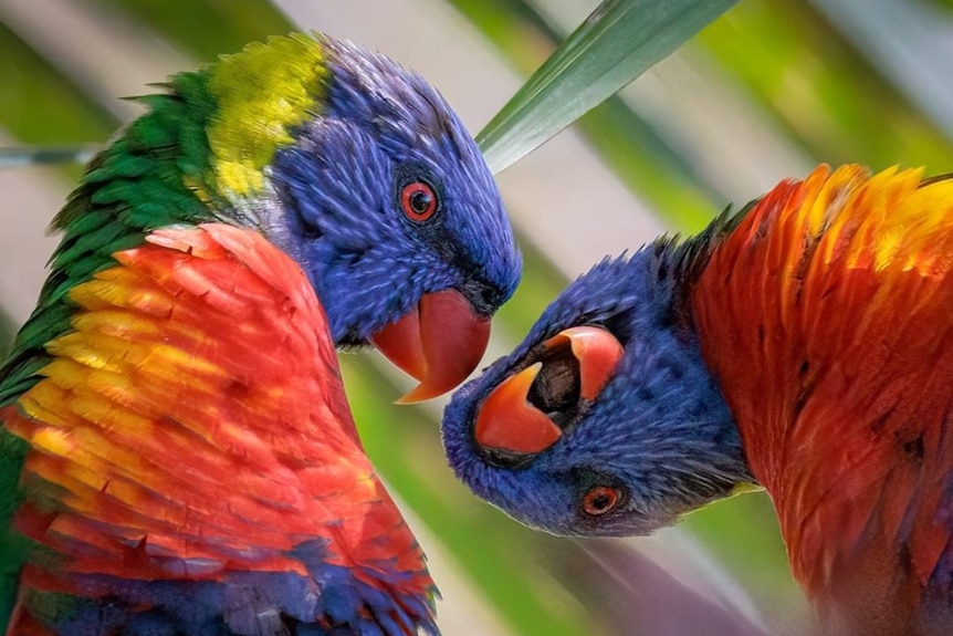 two lorikeets with their heads together, and looking back at the camera