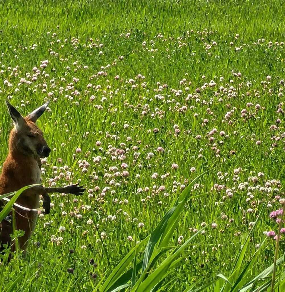 Marsupial on the loose on Montreal's South Shore highlights animal trafficking