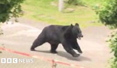 Bear escapes capture by opening factory window in Japan, police say - BBC