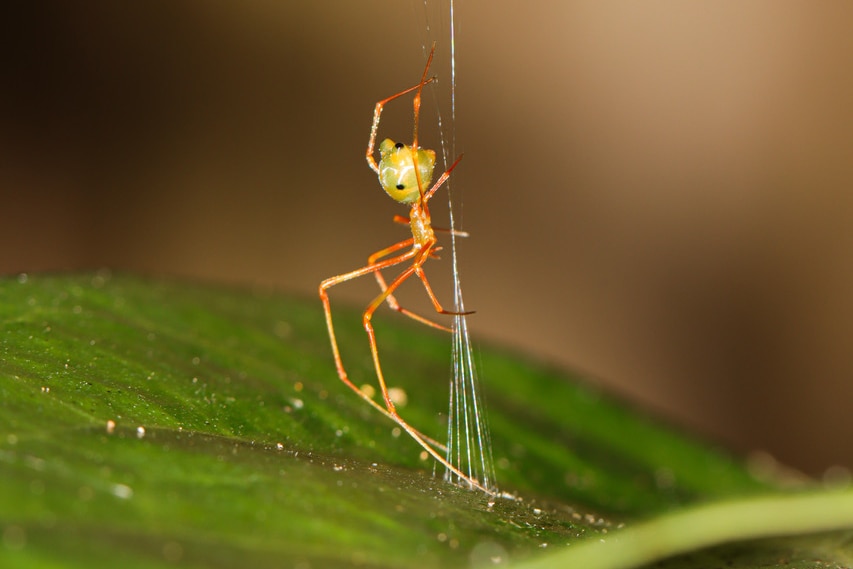 A spider spinning a cone shaped web off the top of a green leaf.