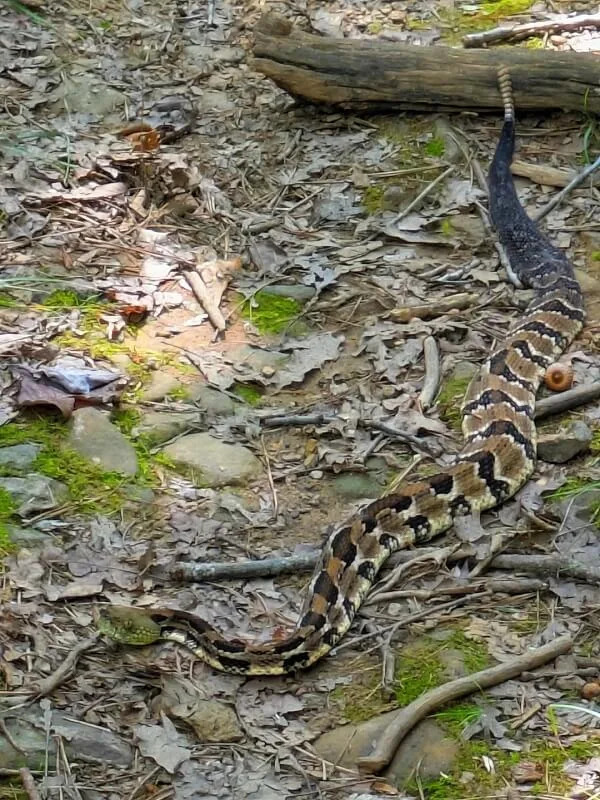 A large green-faced timber rattlesnake with a patterned body slithering over leaf litter and rocks in a forested area.