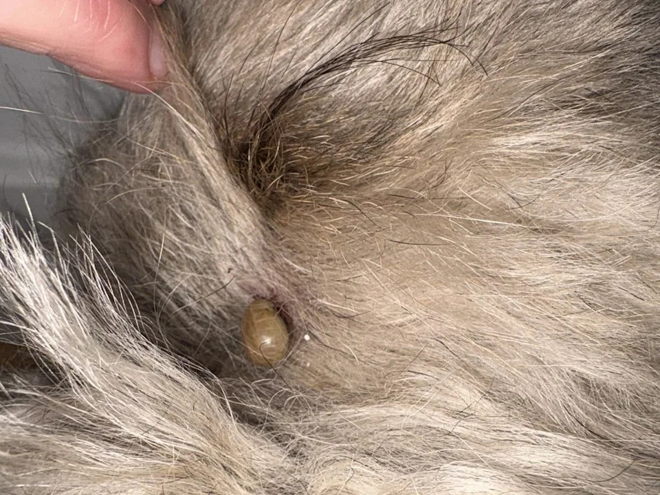 A giant tick found near the ear on a dog in Edmonton in late May 2026. Handout photo, Postmedia.