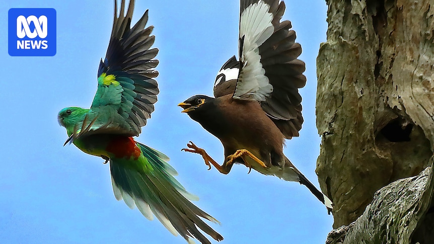 Frustration over approach to dealing with Indian myna driving grassroots action