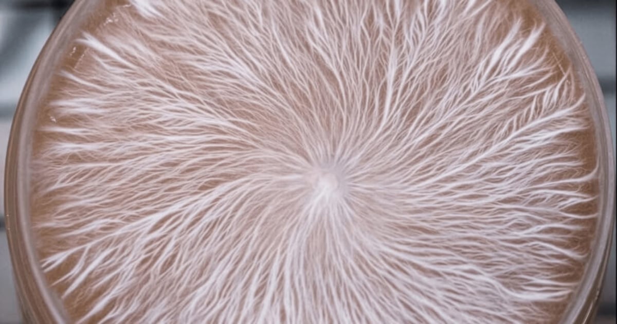 Nammex introduces ErinaPrime lion’s mane mycelium powder