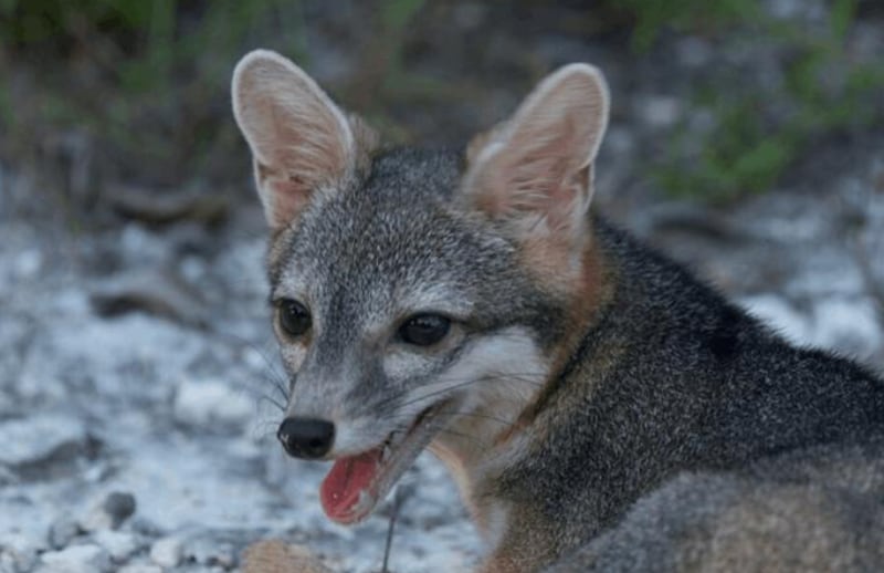 A Cozumel dwarf fox is pictured. The rare species was photographed for the first time in September 2023. (Rafael Chacón)
